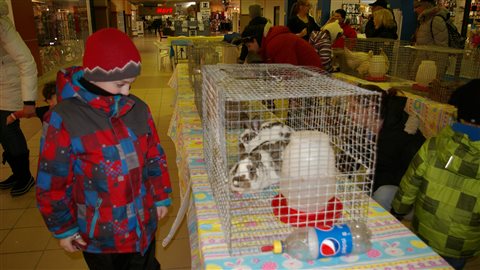 Les enfants aiment bien fréquenter les fermettes installées pour Pâques dans les centres commerciaux. Les enfants aiment bien fréquenter les fermettes installées pour Pâques dans les centres commerciaux.