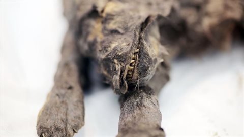 Gros plan des restes de l'un des chiens de Toumat. Gros plan des restes de l'un des chiens de Toumat.