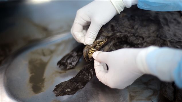 Gros plan des restes de l'un des chiens de Toumat. Gros plan des restes de l'un des chiens de Toumat.