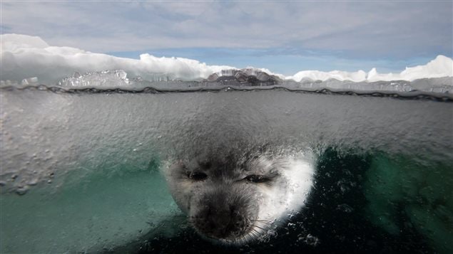 Une photographie de Mario Cyr. Phoque avec la tête dans l'eau glacée