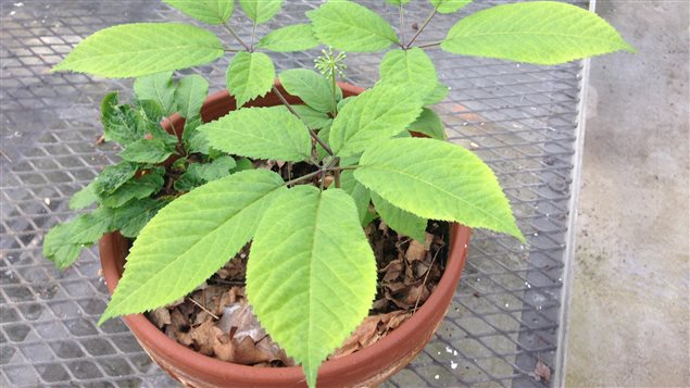 Le ginseng à cinq folioles, dans une serre du Jardin botanique de Montréal.