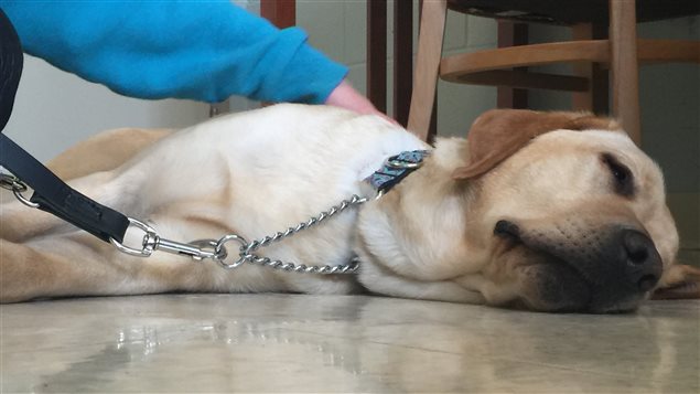 Un chien pourrait-il sauver la vie d'un enfant diabétique Un chien pourrait-il sauver la vie d'un enfant diabétique