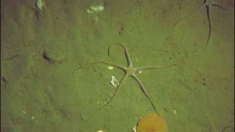 Des ophiures ont été découvertes à 2,5 kilomètres de profondeur, à 220 kilomètres au large de la Nouvelle-Écosse.