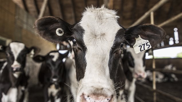 Une vache Une vache