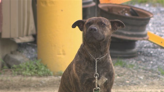 Enfant mordu : Weedon exige l'euthanasie du chien, la Enfant mordu : Weedon exige l'euthanasie du chien, la