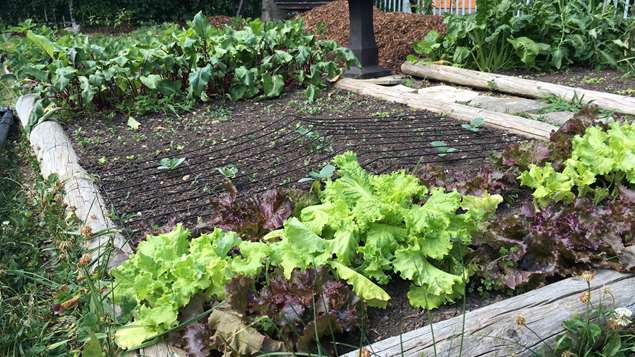 Un potager Un potager