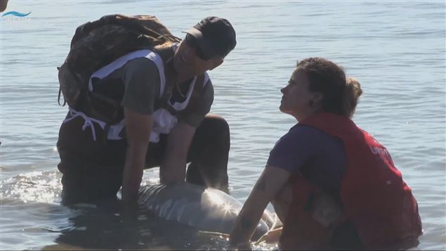 L'équipe du GREMM aux secours du béluga naissant.