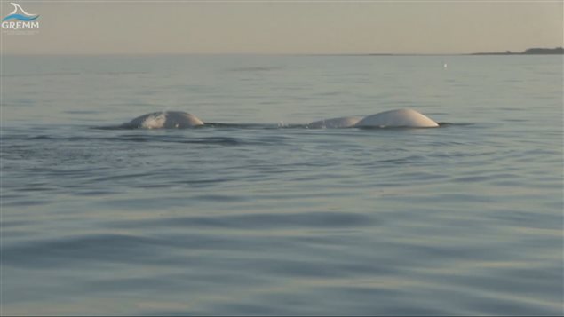 Un groupe de femelles, au large de l'Île-aux-Lièvres
