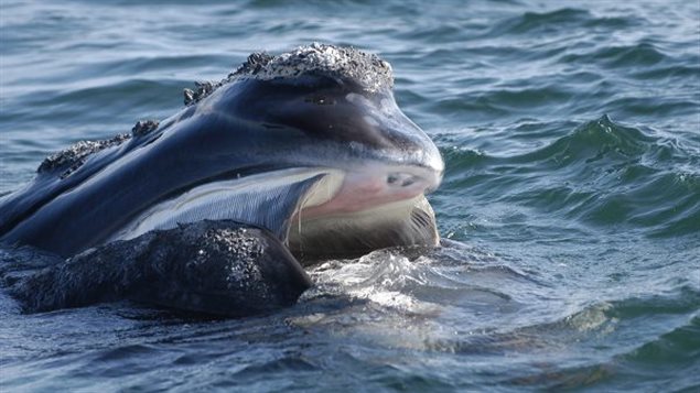 Une baleine noire qui s'alimente Une baleine noire qui s'alimente