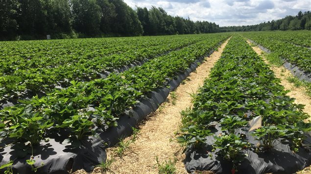 La RiveNord à la conquête des étalages de fruits et légumes  ICI