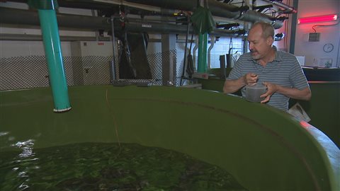 Le chercheur Denis Chabot nourrit les loups tachetés.