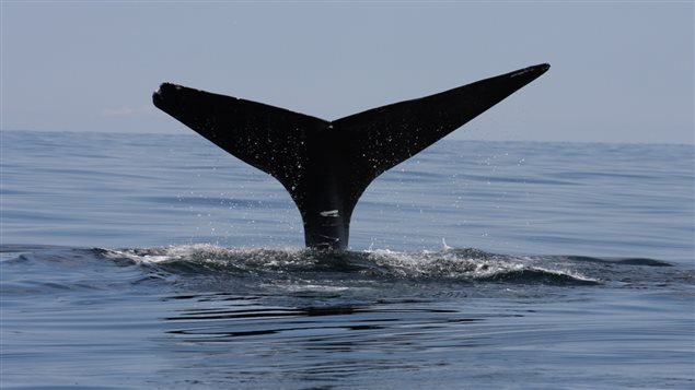 La queue d'une baleine noire en plongée. La queue d'une baleine noire en plongée.