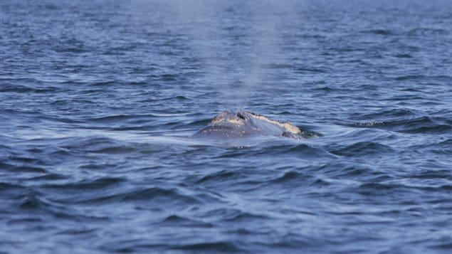 Une fois retournée en surface, la baleine noire exhale l'eau de ses poumons. Une fois retournée en surface, la baleine noire exhale l'eau de ses poumons.