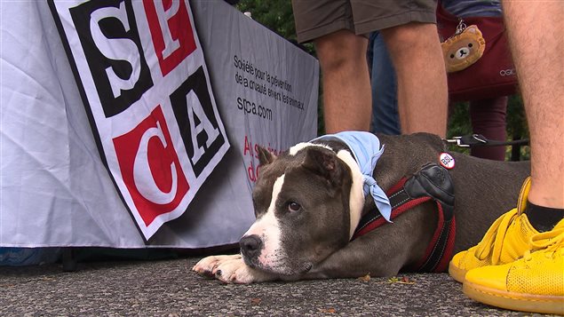 La SPCA s'oppose à l'interdiction des pitbulls. La SPCA s'oppose à l'interdiction des pitbulls.