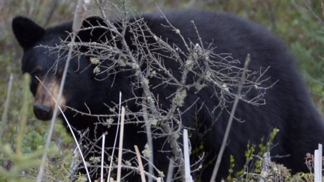 Un ours noir attaque une femme à Sault-Ste-Marie - ICI.Radio-Canada.ca