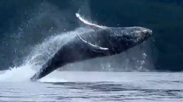 Heather Lawrence qui prenait part à une expédition de kayak a filmé un spectacle impressionnant donné par un groupe de baleines à bosse dans les eaux de la côte sud de la C.-B. Heather Lawrence qui prenait part à une expédition de kayak a filmé un spectacle impressionnant donné par un groupe de baleines à bosse dans les eaux de la côte sud de la C.-B.
