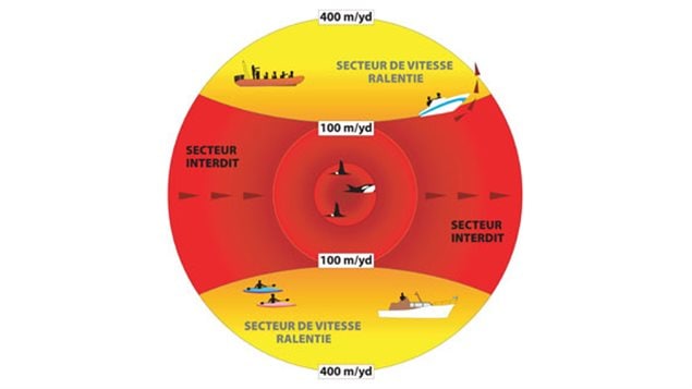 Le schéma des directives d'approche des baleines de Pêches et Océans Canada. Le schéma des directives d'approche des baleines de Pêches et Océans Canada.