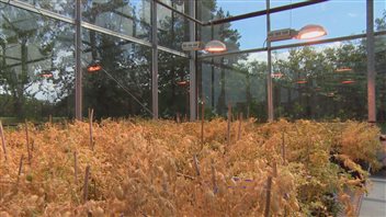 Les chercheurs de l'Université de la Saskatchewan font pousser des légumineuses dans une serre de l'établissement Les chercheurs de l'Université de la Saskatchewan font pousser des légumineuses dans une serre de l'établissement
