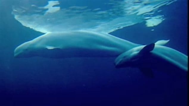 Des bélugas nageant dans le fleuve Saint-Laurent Des bélugas nageant dans le fleuve Saint-Laurent