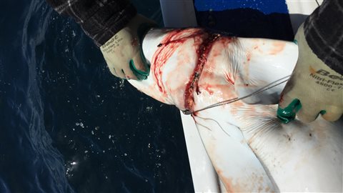 Un requin bleu pris dans une ligne de pêche commerciale de thon ou d'espadon au large d'Halifax.