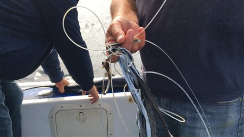 Une ligne de pêche commerciale et un hameçon qui étaient pris autour d'un requin que Art Gaetant a pêché.