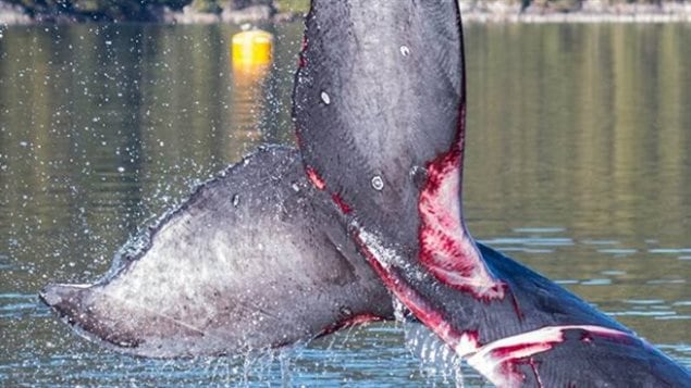 La queue de la jeune baleine à bosse qui a été prise dans de l'équipement de pêche d'une ferme d'aquaculture au nord de Klemtu, en Colombie-Britannique. La queue de la jeune baleine à bosse qui a été prise dans de l'équipement de pêche d'une ferme d'aquaculture au nord de Klemtu, en Colombie-Britannique.