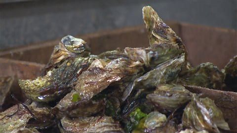 Des huîtres de l'Île-du-Prince-Édouard