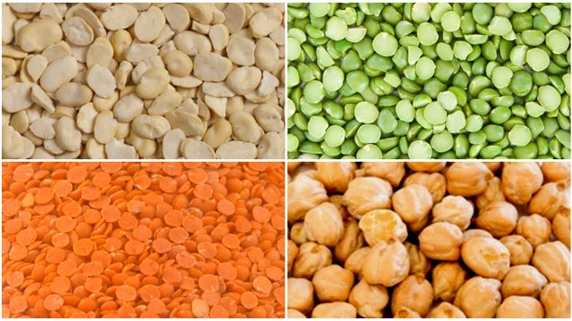 Les lentilles, les pois chiches, les pois secs et les féveroles à petites graines sont étudiées au Centre de développement des cultures de l'Université de la Saskatchewan Les lentilles, les pois chiches, les pois secs et les féveroles à petites graines sont étudiées au Centre de développement des cultures de l'Université de la Saskatchewan