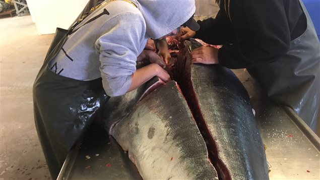 Une fois le poisson dépecé, c'est 500 livres de thon rouge qui se retrouveront au menu. Une fois le poisson dépecé, c'est 500 livres de thon rouge qui se retrouveront au menu.