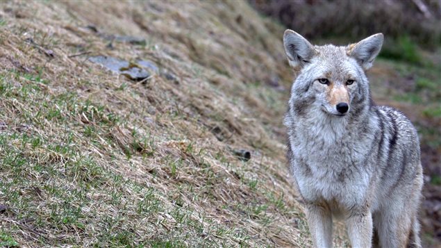 Des coyotes aperçus au parc Debonair à Fleurimont - ICI.Radio-Canada.ca