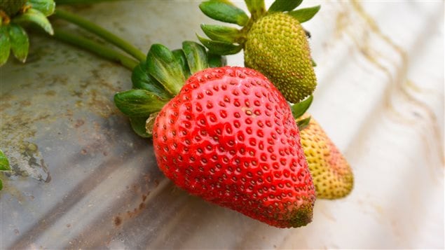 Des fraises Des fraises
