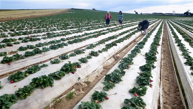 Un champs de fraises en Californie Un champs de fraises en Californie