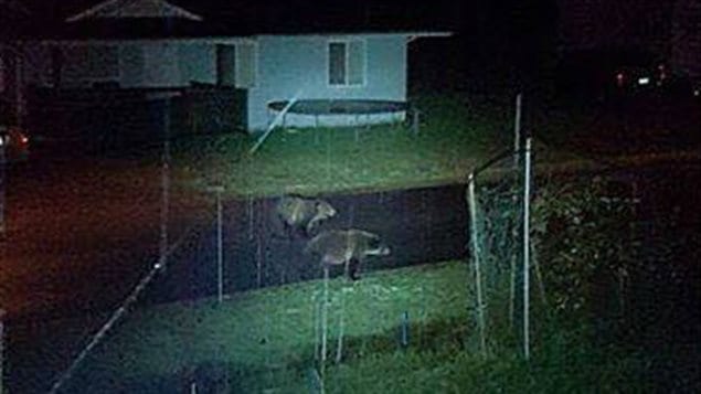 Les deux grizzlys se promènent la nuit près du village d'Alert Bay en Colombie-Britannique. Les deux grizzlys se promènent la nuit près du village d'Alert Bay en Colombie-Britannique.