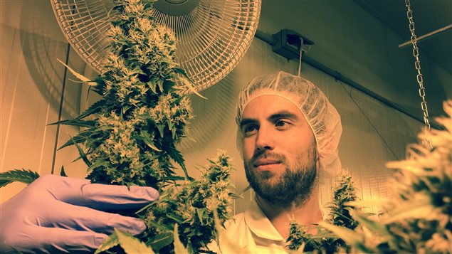L'agronome avec la création dont il est le plus fier : la plus grosse fleur de cannabis bio qu’il a cultivé seul. L'agronome avec la création dont il est le plus fier : la plus grosse fleur de cannabis bio qu’il a cultivé seul.