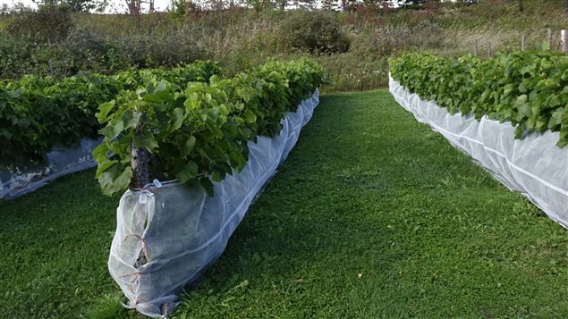 Des vignes du Domaine Côte du Nord Des vignes du Domaine Côte du Nord