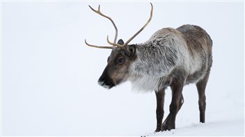 La population de caribous Bathurst est en déclin dans le Nord canadien. La population de caribous Bathurst est en déclin dans le Nord canadien.