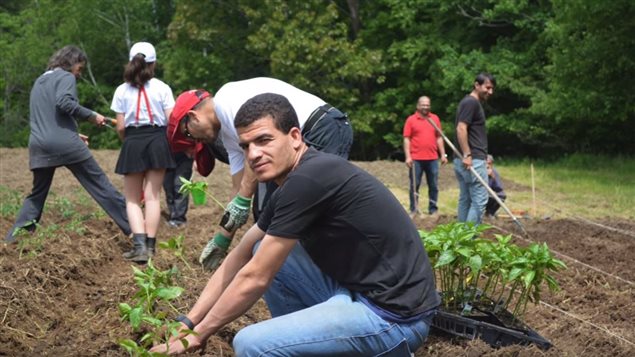 Des réfugiés syriens ont cultivé des terres cet été dans la région de Fredericton. Des réfugiés syriens ont cultivé des terres cet été dans la région de Fredericton.