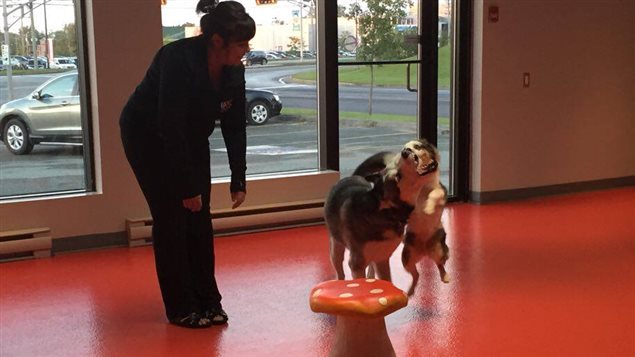 Cynthia supervise le jeu entre Paco et Cooper. Les chiens passent par une période d'intégration avant de retrouver d'autres chiens. Cynthia supervise le jeu entre Paco et Cooper. Les chiens passent par une période d'intégration avant de retrouver d'autres chiens.