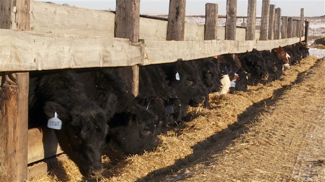 Des boeufs sur une ferme de Nanton, au sud de Calgary Des boeufs sur une ferme de Nanton, au sud de Calgary