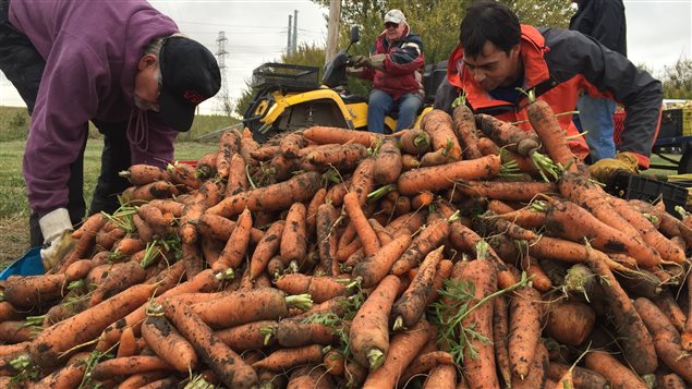 des bénévoles récoltent des carottes des bénévoles récoltent des carottes