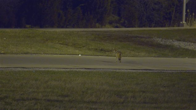 Un coyote traverse la rue à Chicago en prenant garde d'éviter les voitures. Un coyote traverse la rue à Chicago en prenant garde d'éviter les voitures.