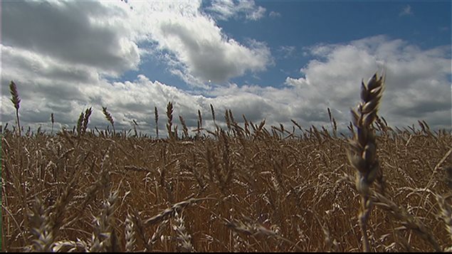 L'heure est à la récolte pour les agriculteurs. L'heure est à la récolte pour les agriculteurs.