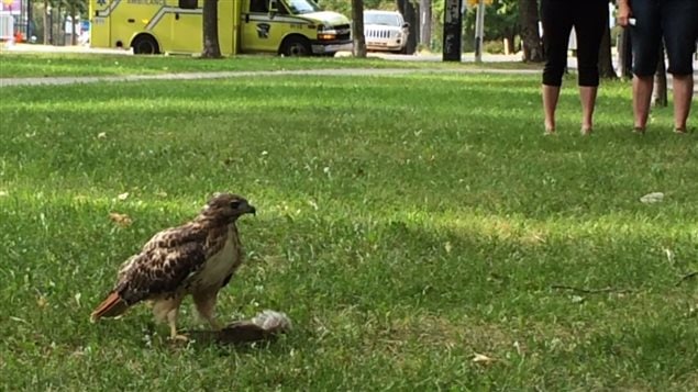 Une buse à queue rousse a pu être observée en train de manger sa proie dans le parc La Fontaine, à Montréal Une buse à queue rousse a pu être observée en train de manger sa proie dans le parc La Fontaine, à Montréal