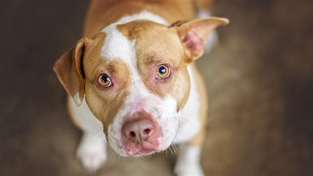 Un chien de type pitbull qui regarde la caméra.