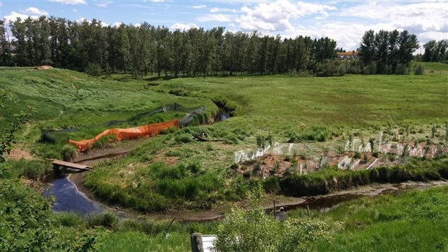 Des arbres sont plantés le long du ruisseau Piper pour lutter contre l'érosion des berges.