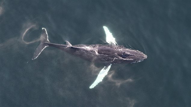 Un rorqual à bosse observé en Atlantique. Un rorqual à bosse observé en Atlantique.