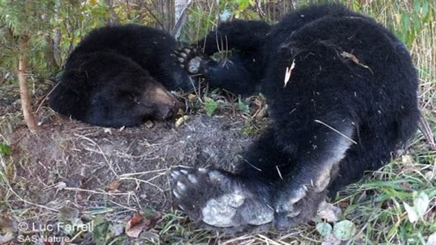 Le photographe Luc Farrel dénonce l'abattage d'ours nuisibles aux ... - ICI.Radio-Canada.ca
