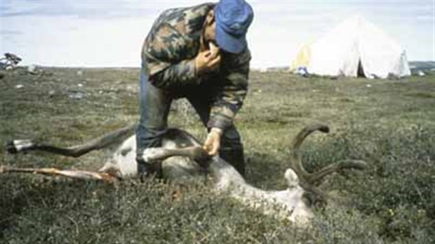 Chasse au caribou. Chasse au caribou.