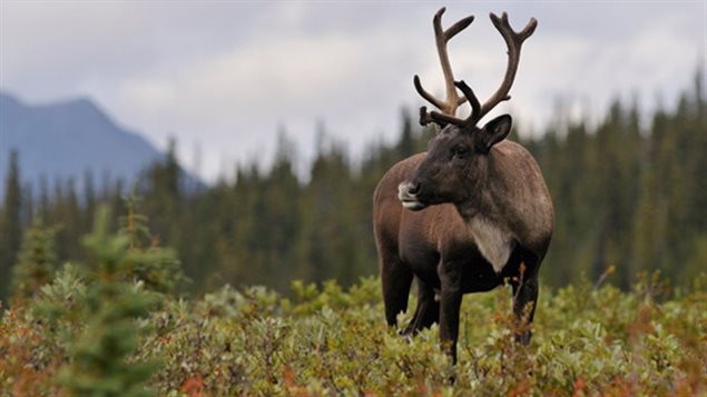 Un caribou des bois dans le parc national Jasper. Un caribou des bois dans le parc national Jasper.
