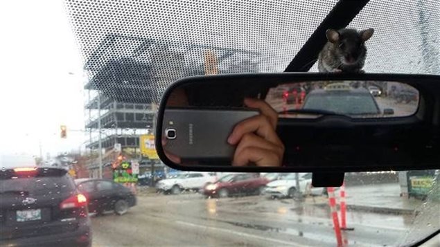 Une femme de Winnipeg conduit avec une souris perchée sur son rétroviseur - ICI.Radio-Canada.ca